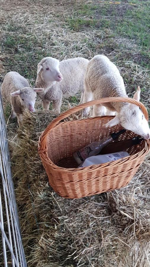 New Horizons Farm Stay Smeaton Eksteriør billede