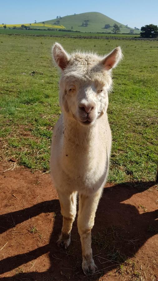 New Horizons Farm Stay Smeaton Eksteriør billede
