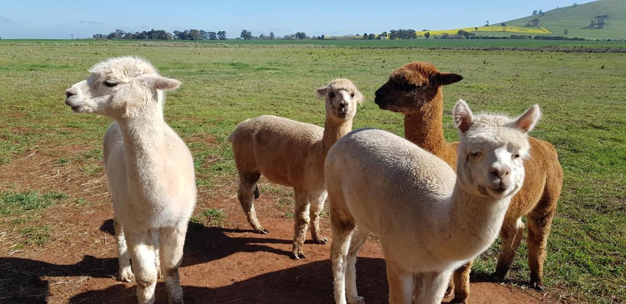 New Horizons Farm Stay Smeaton Eksteriør billede