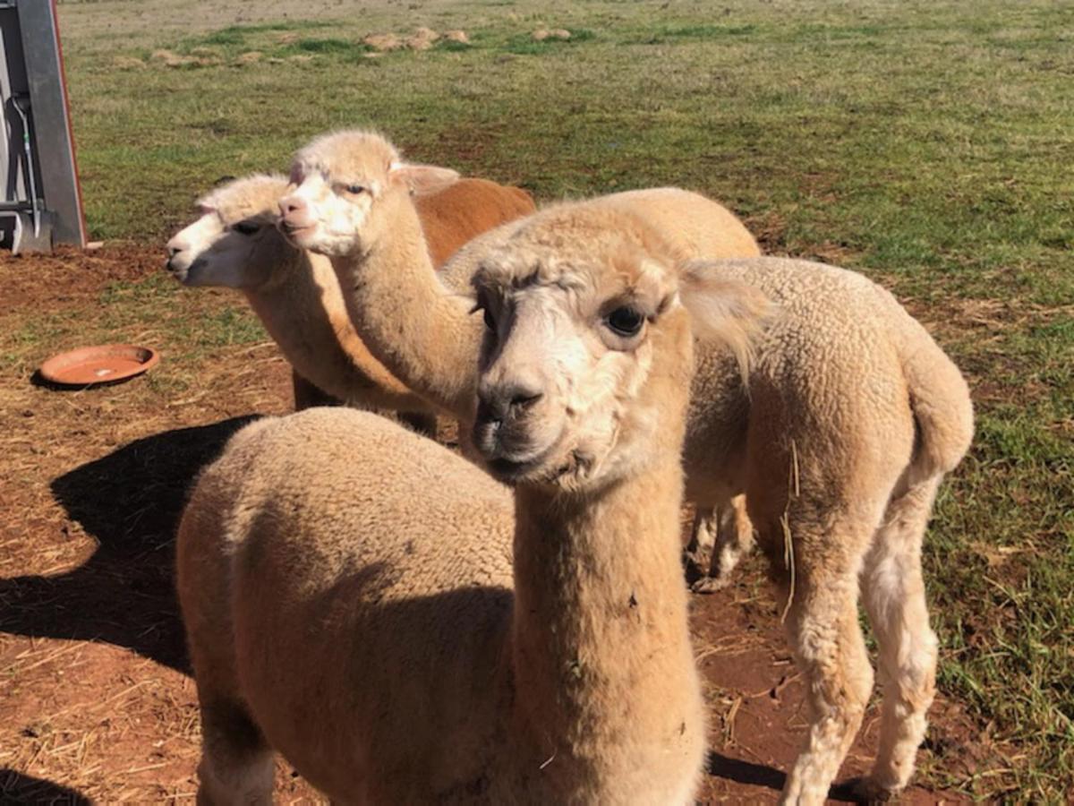 New Horizons Farm Stay Smeaton Eksteriør billede